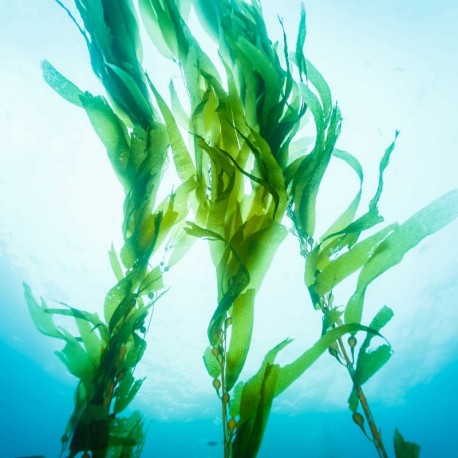 Mixgliss Gel de massage - NU Algue 250 ml