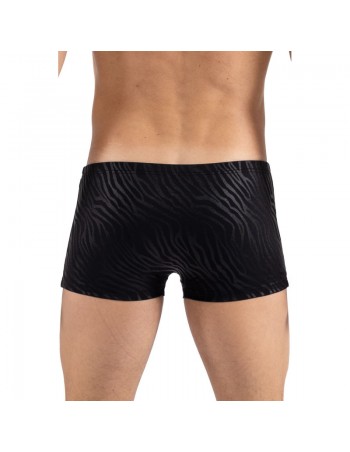 Boxer noir  gold Zebra  2